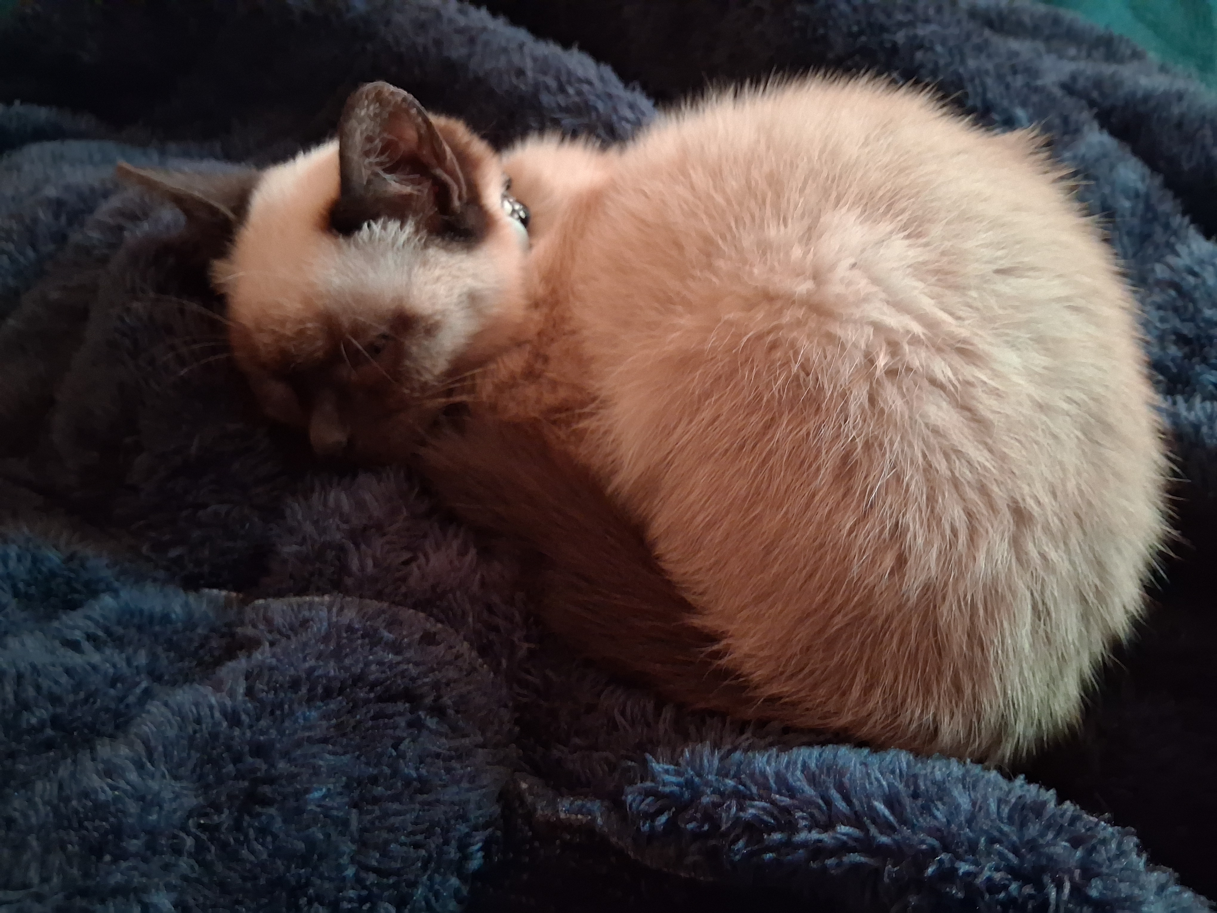 Fotografía tierna y divertida de Loki (gato) o perros en un momento relajado en casa
